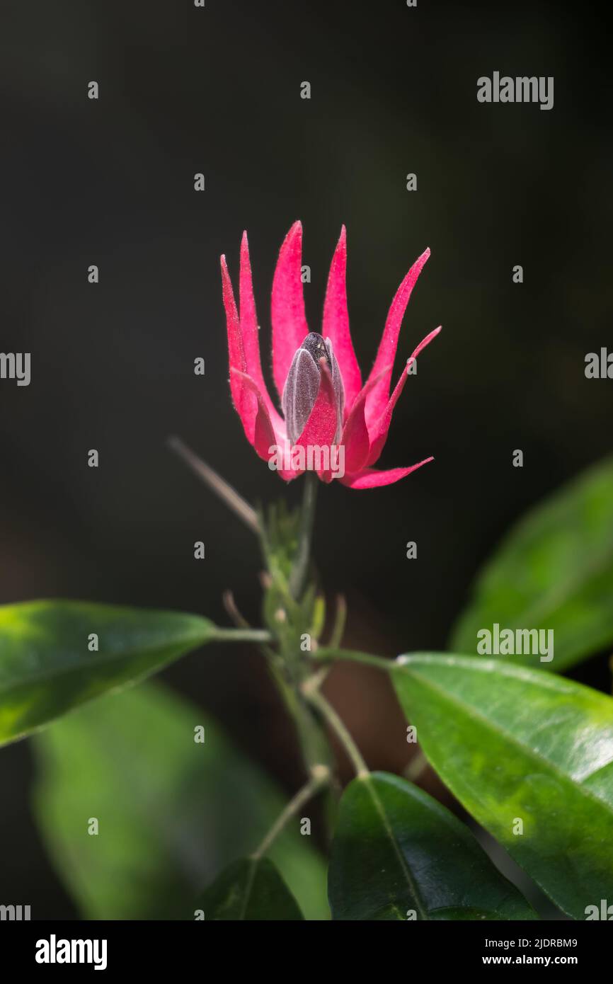 Flower of Pavonia multiflora A.St.- Hil. Brazilian candles or many flowers, family: Malvaceae, evergreen shrub, native region: Brazil, South America. Stock Photo