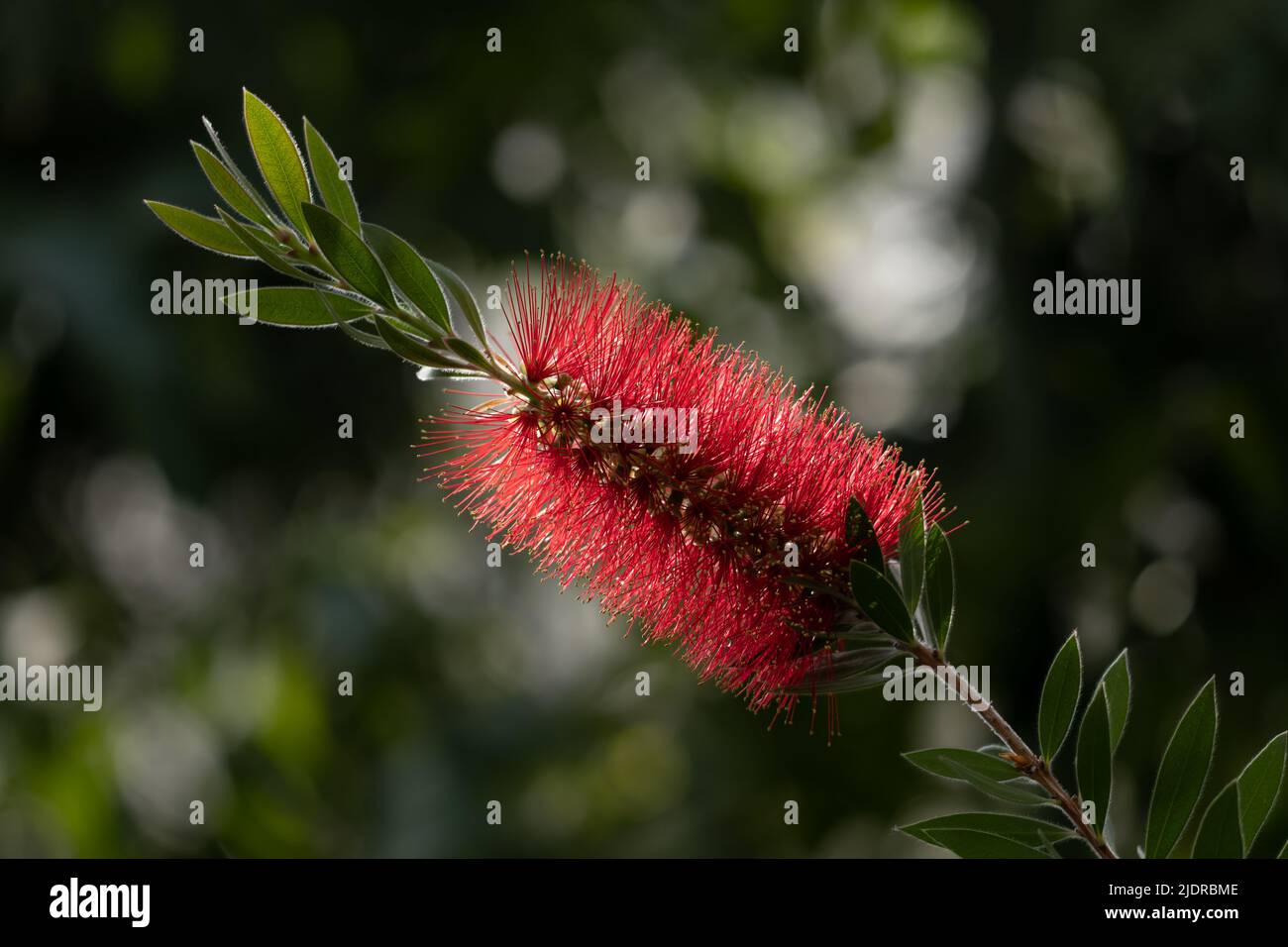 Common red bottlebrush flower, crimson bottlebrush or lemon bottlebrush (Melaleuca citrina or Callistemon citrinus), plant in the myrtle family Myrtac Stock Photo