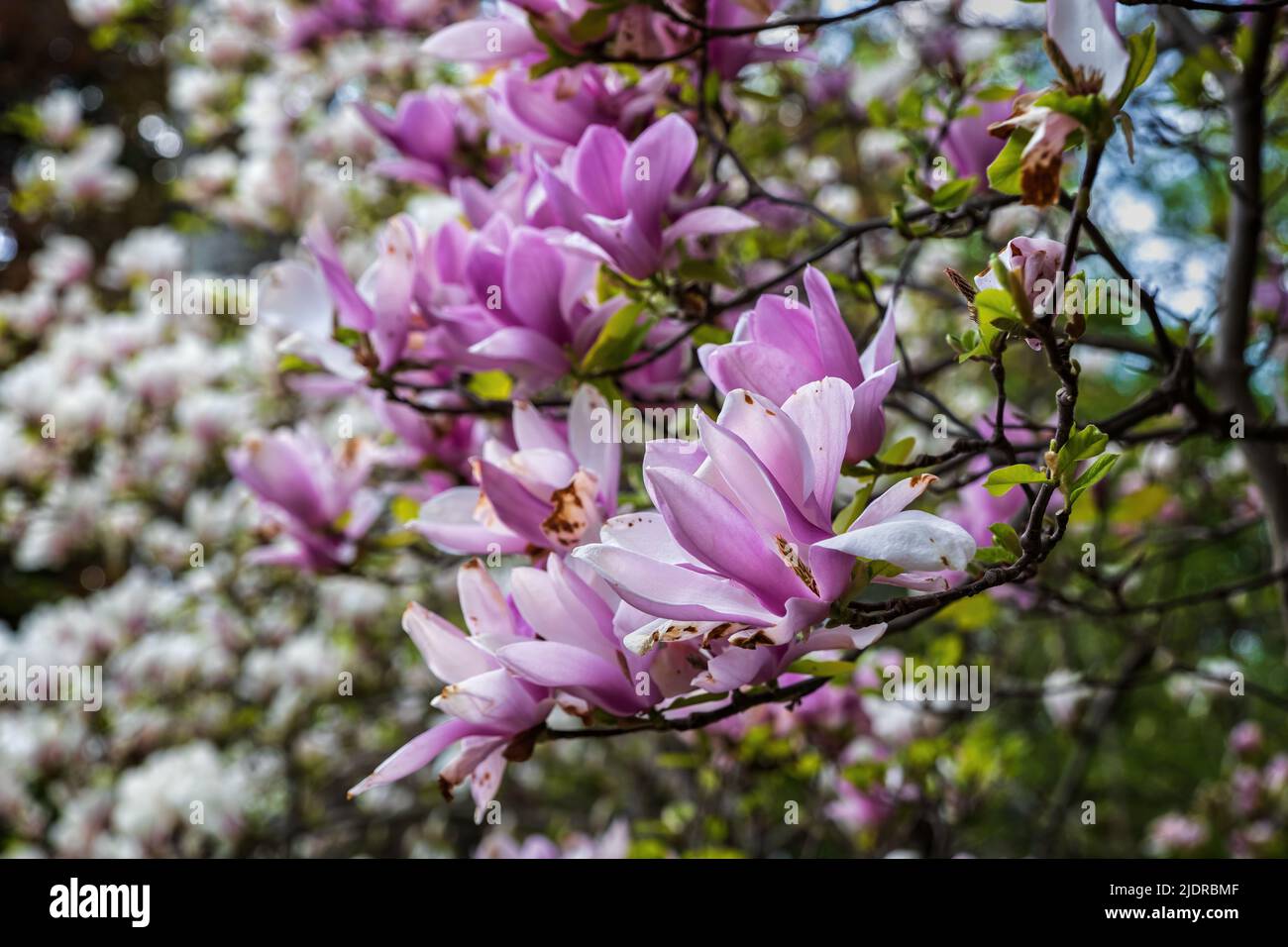 Magnolia soulangeana ‘Rustica Rubra” blooming flowers in spring, plant