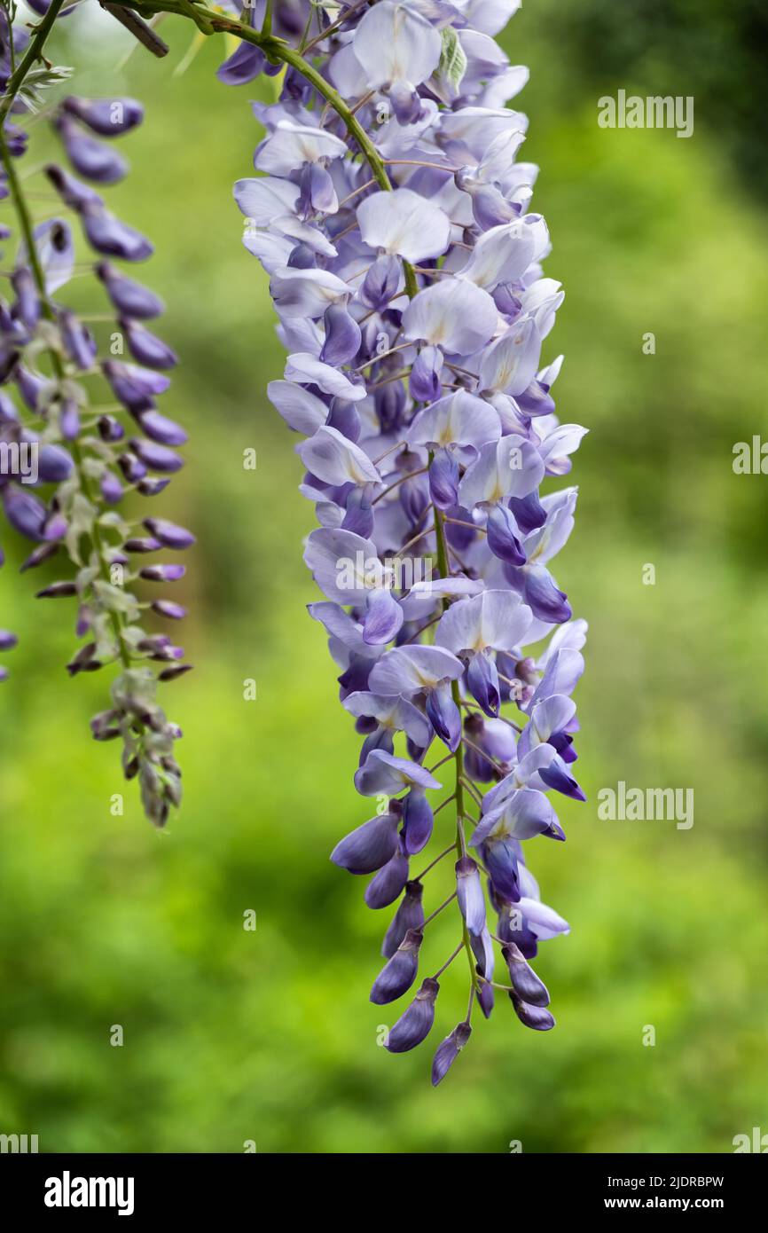 Wisteria sinensis Chinese wisteria lavender blooming flower, plant in family Fabaceae (pea family), native range: China. Stock Photo