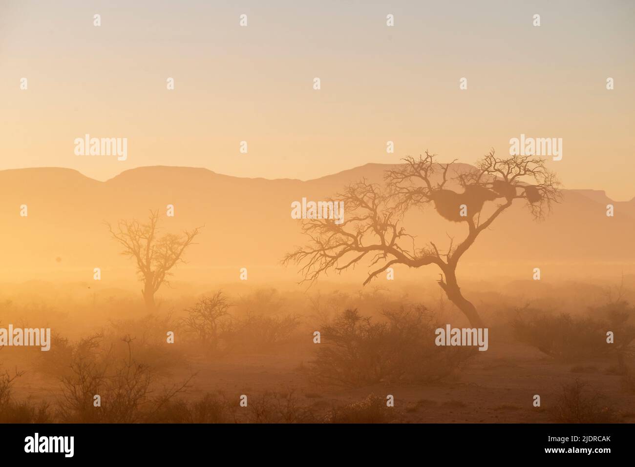 desert trees in foggy atmosphere by morning in Namibia Stock Photo
