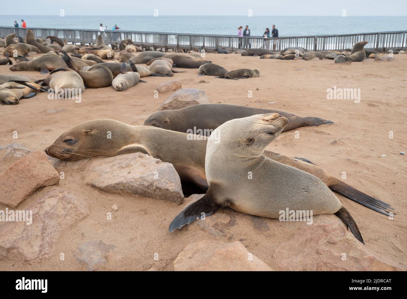 many sea seals at Cape Cross Natural Reserve in Namibia Stock Photo