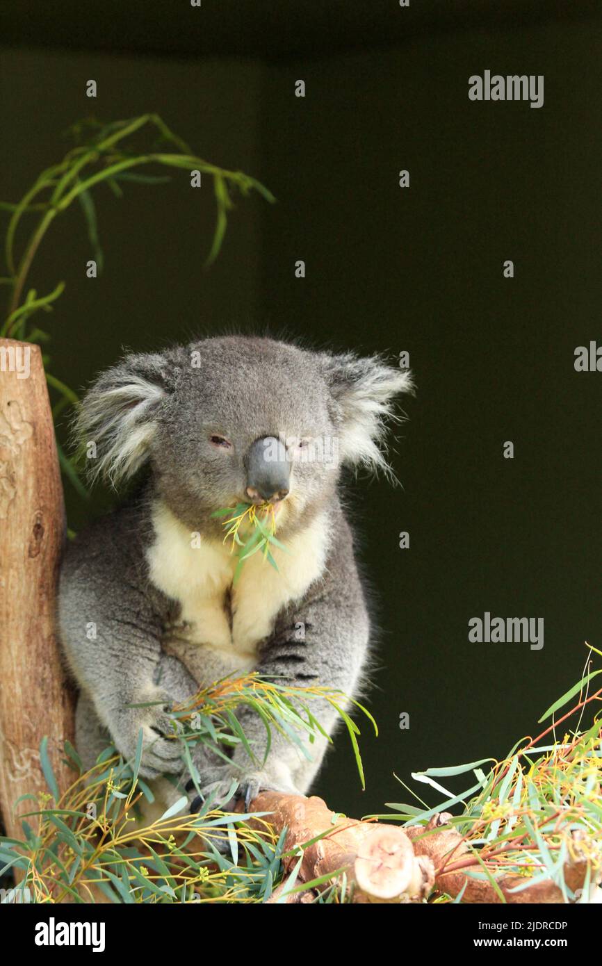 Koala squirrel hi-res stock photography and images - Alamy