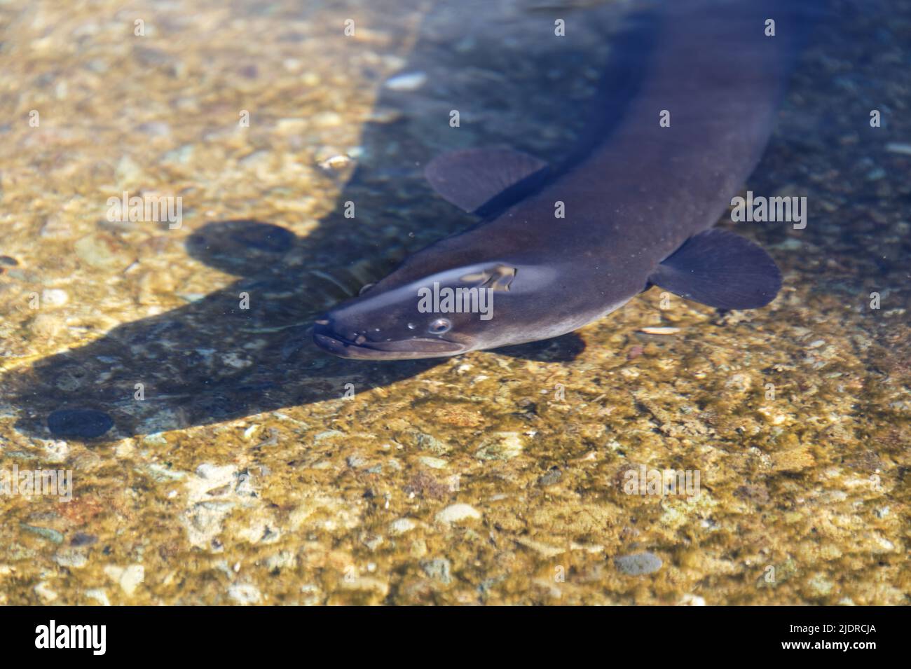 The longfinn eel is a native predat in New Zealand. It lives in fresh water and migrates to the sea to breed only once before dying. Stock Photo