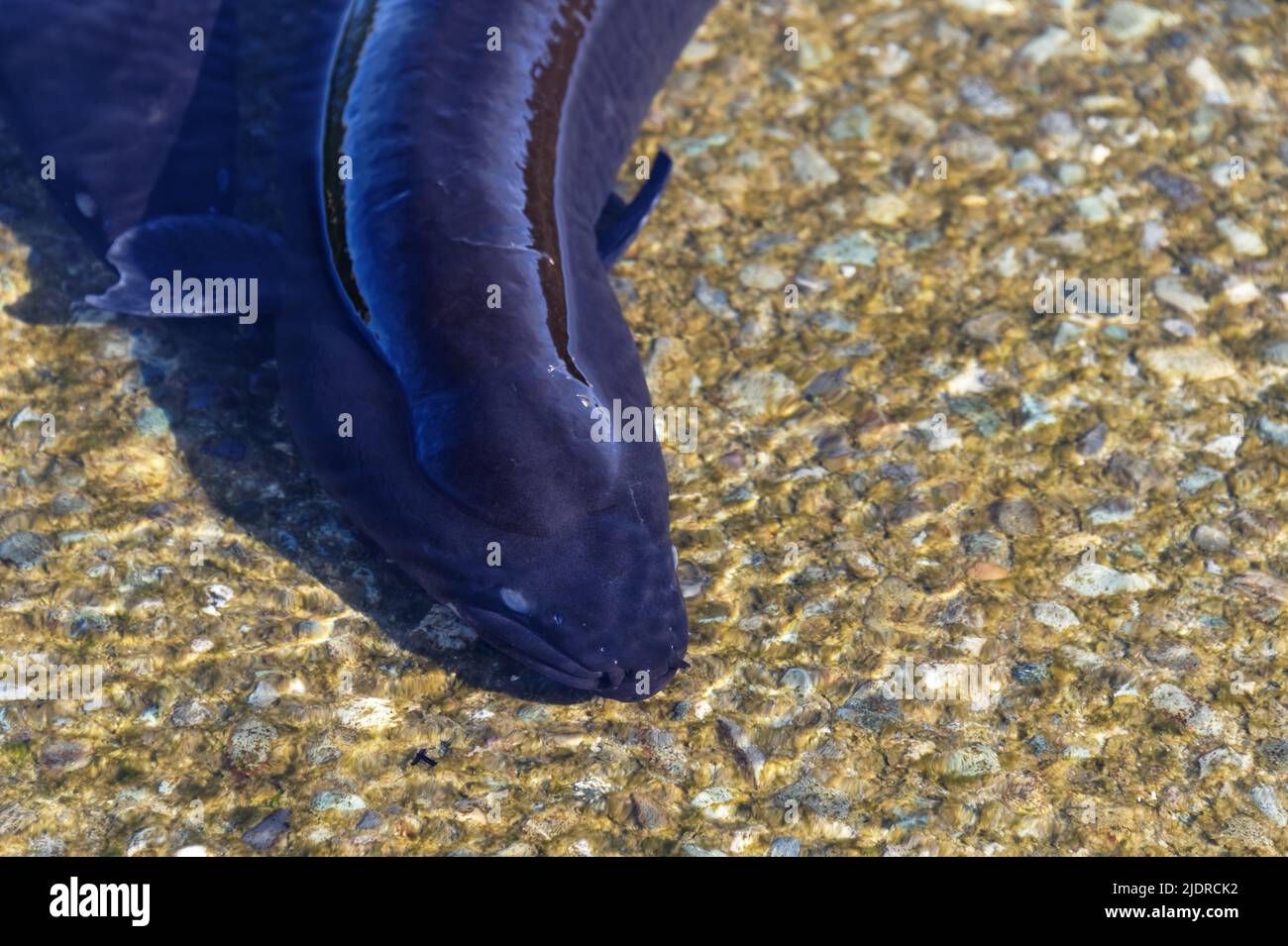 New Zealand's native longfin eel in the shallows, its back is breaking the surface of the water. Stock Photo