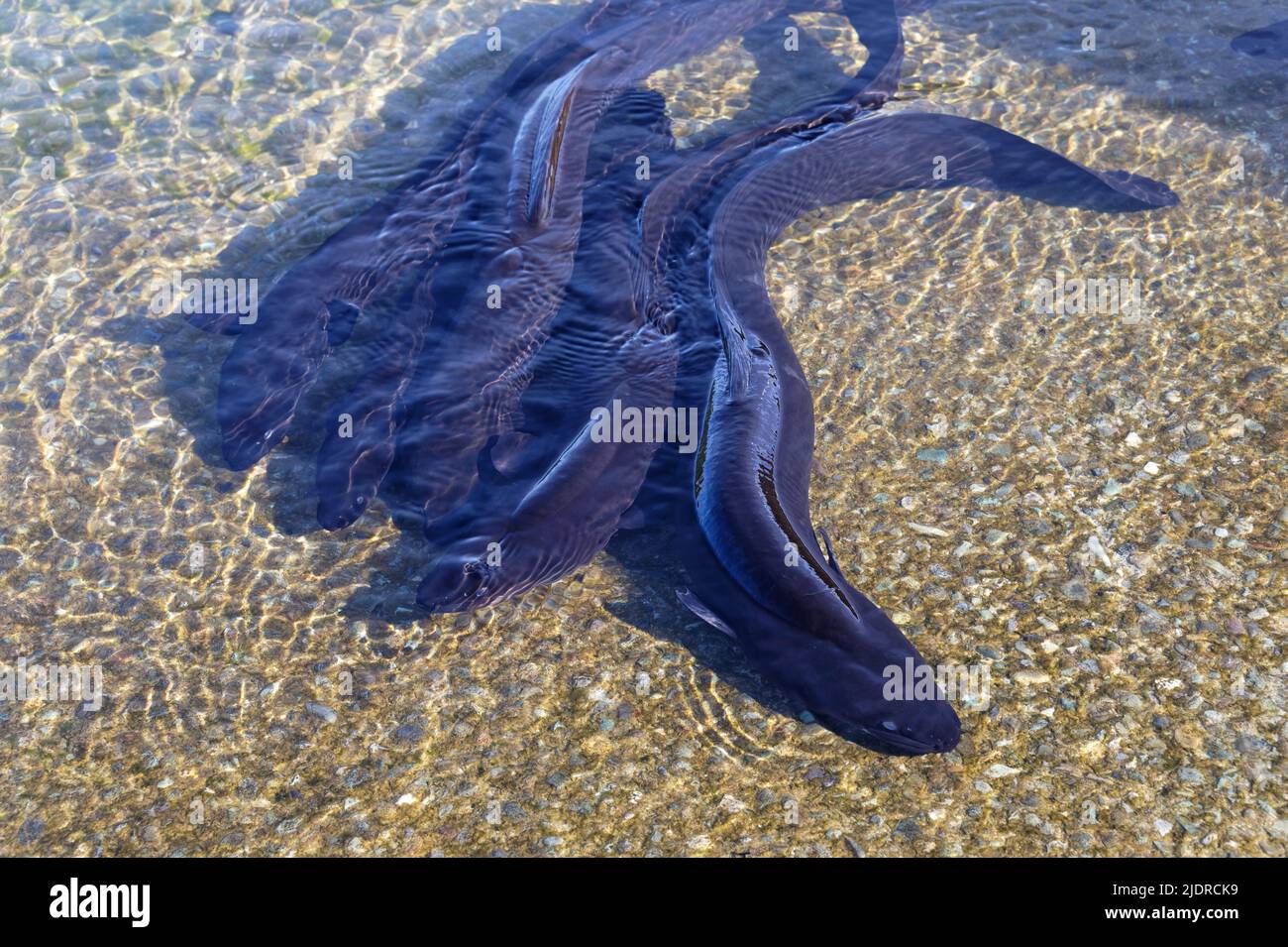 Lake Rotoiti is the home to longfin eels in New Zealand. These amazing native eels spend up to 100 years in the lake (for females) before migrating to Stock Photo
