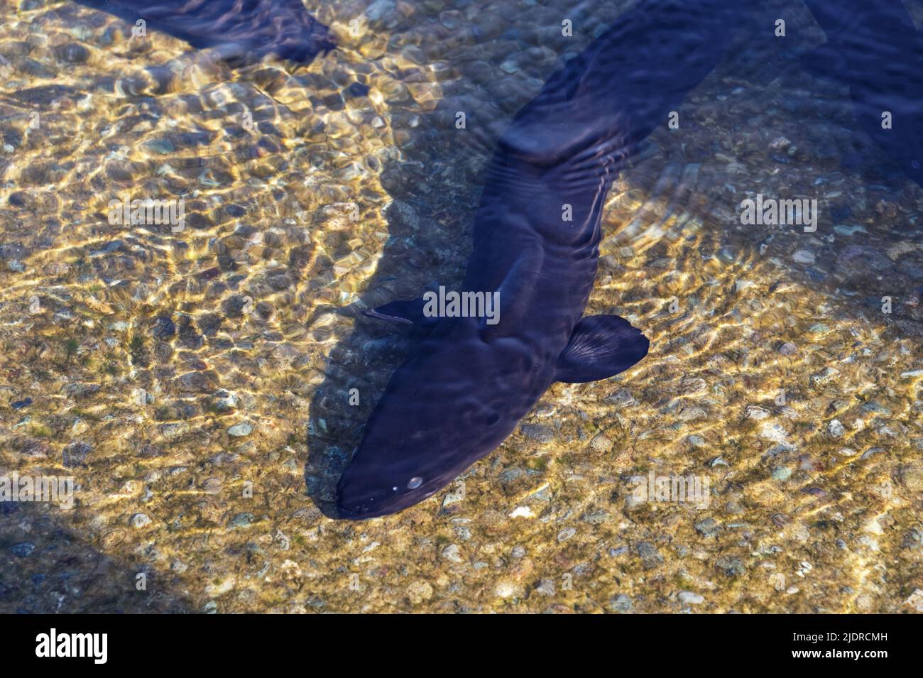 A beautiful longfin eel in shallow water. Stock Photo