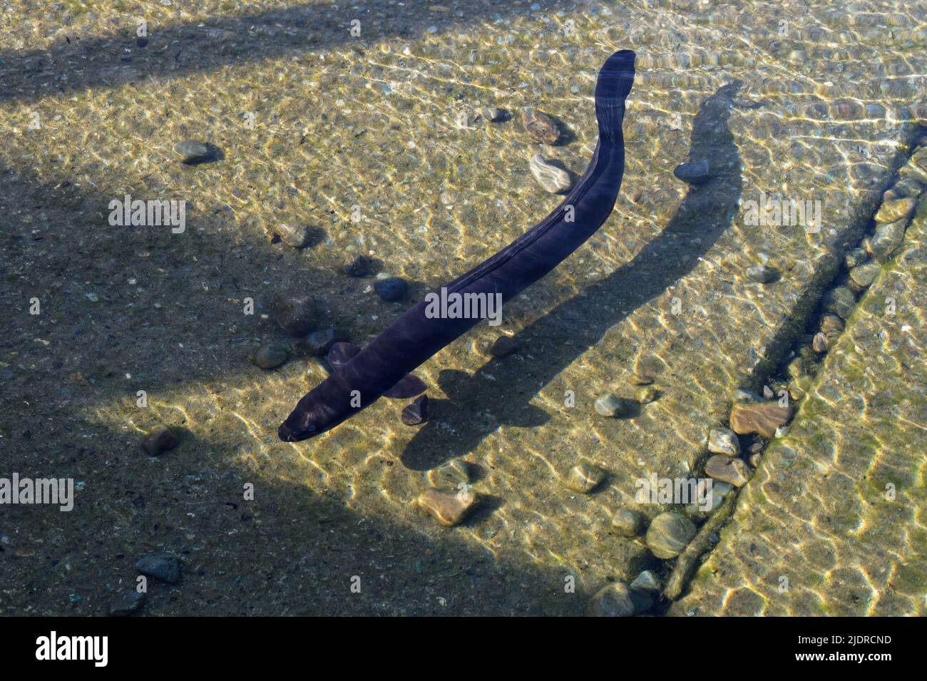 The long back fin of the native New Zealand longfin eel can be seen here. It is cruising over a boat ramp at Lake Rotoiti in Nelson Lakes National Par Stock Photo
