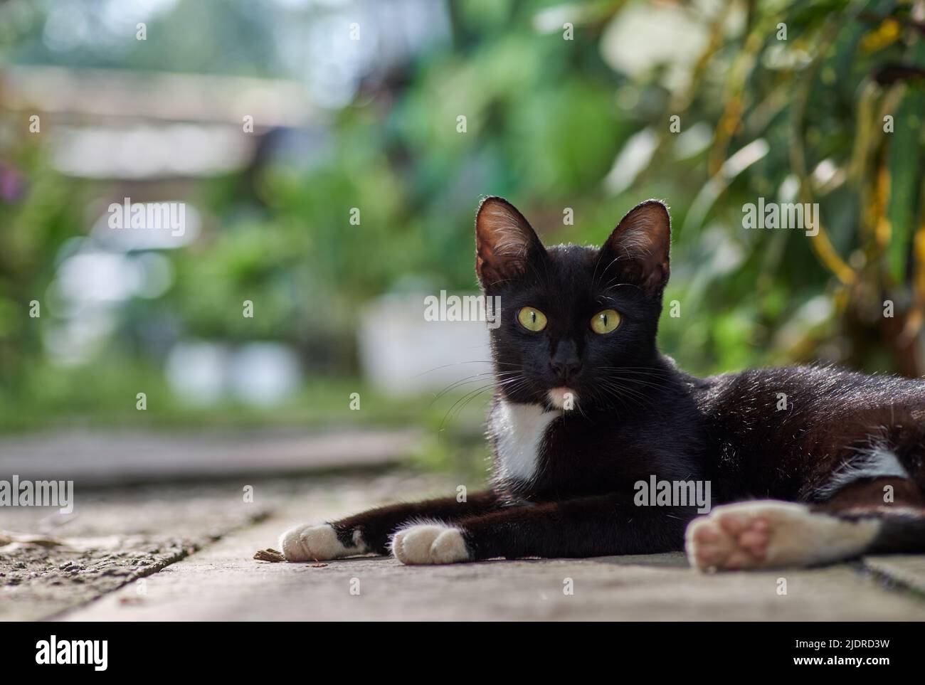 A black and white cat on the ground Stock Photo - Alamy