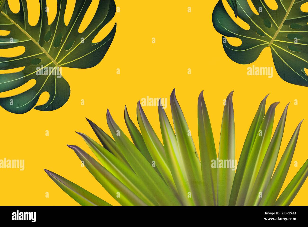 Yellow background with tropical leaves. Stock Photo