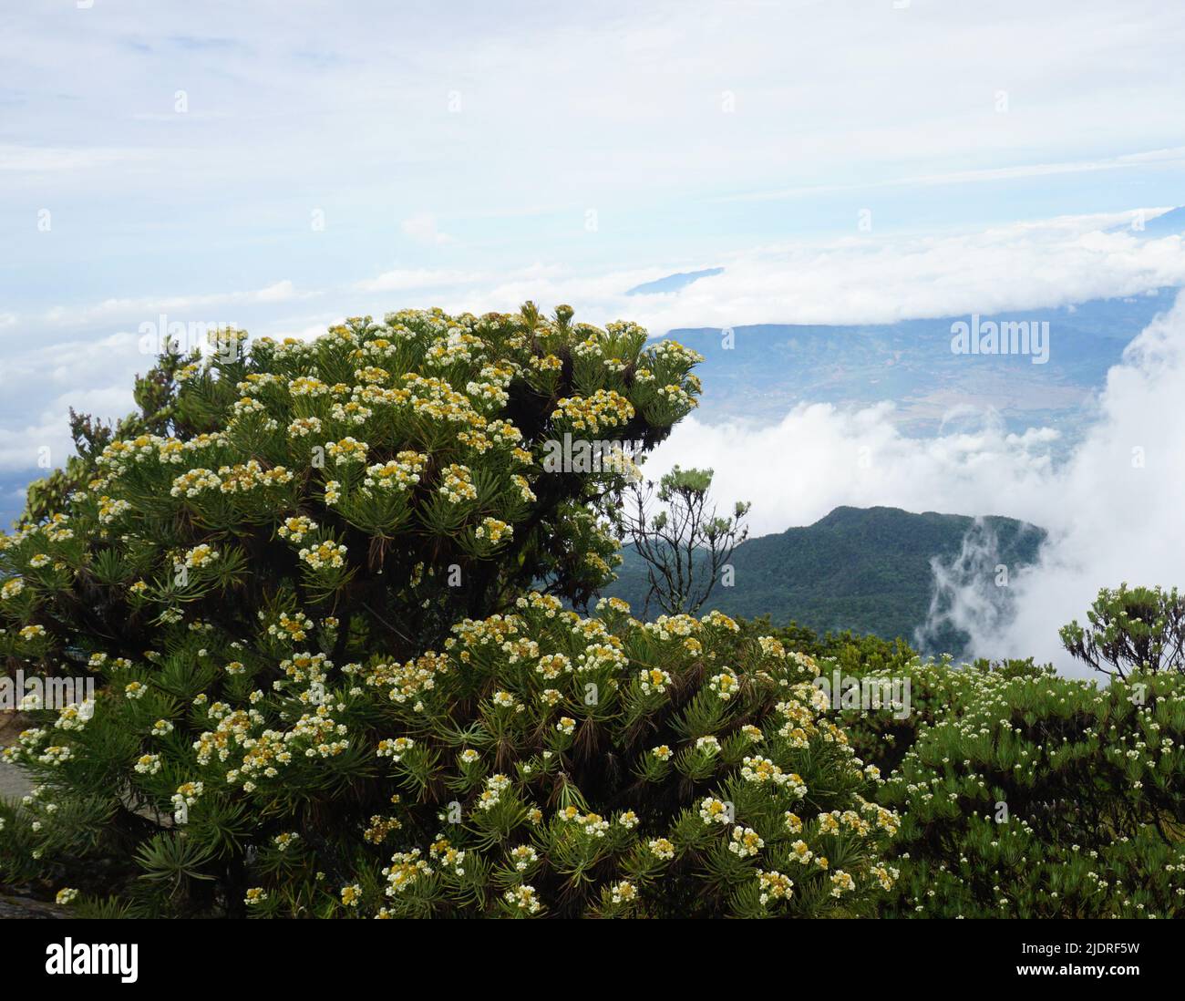 Edelweiss Flower on the Top of Mount Ciremai Stock Photo