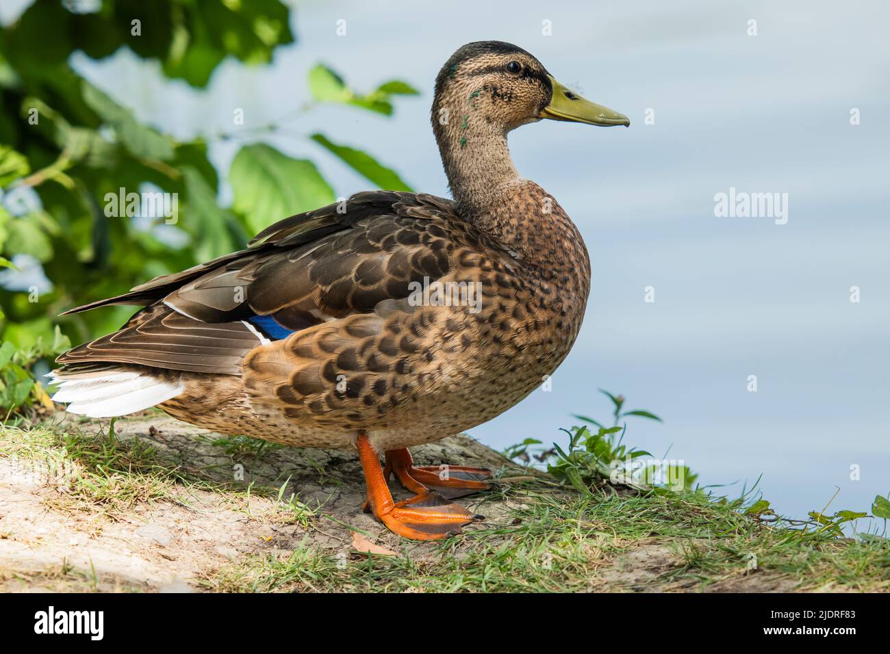 Close-up of a female mallard standing on the shore, full body Stock Photo