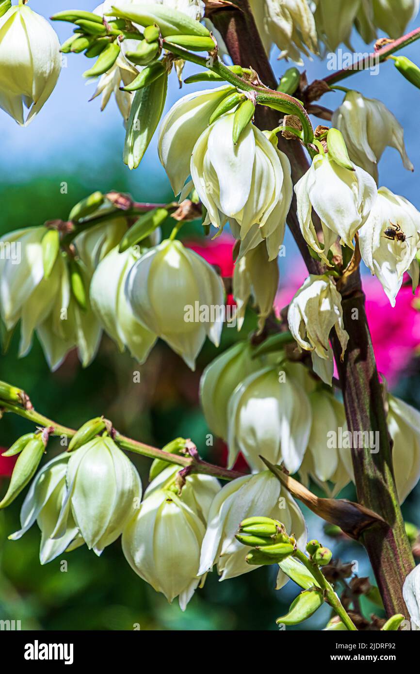 The Thready Palm Lily (Yucca filamentosa) is also called Garden Yucca, Ferald's Yucca or Narrow Leaf Yucca. Stock Photo