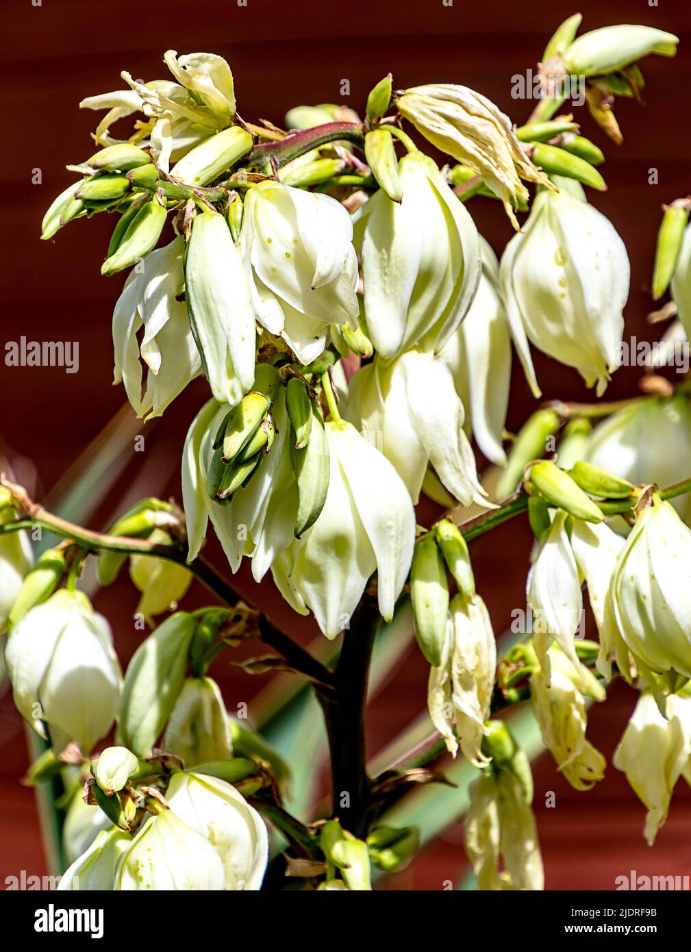 The Thready Palm Lily (Yucca filamentosa) is also called Garden Yucca, Ferald's Yucca or Narrow Leaf Yucca. Stock Photo