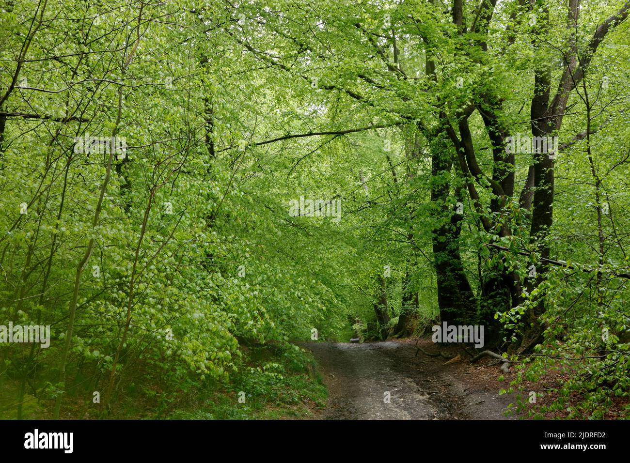 Avenue of beech trees at Whitedowns, Ranmore Common, Surrey Hills, Surrey, England, UK Stock Photo