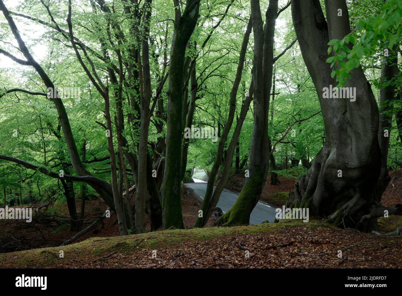 Abinger Road running through Leith Hill, Surrey Hills, Surrey, England, UK Stock Photo