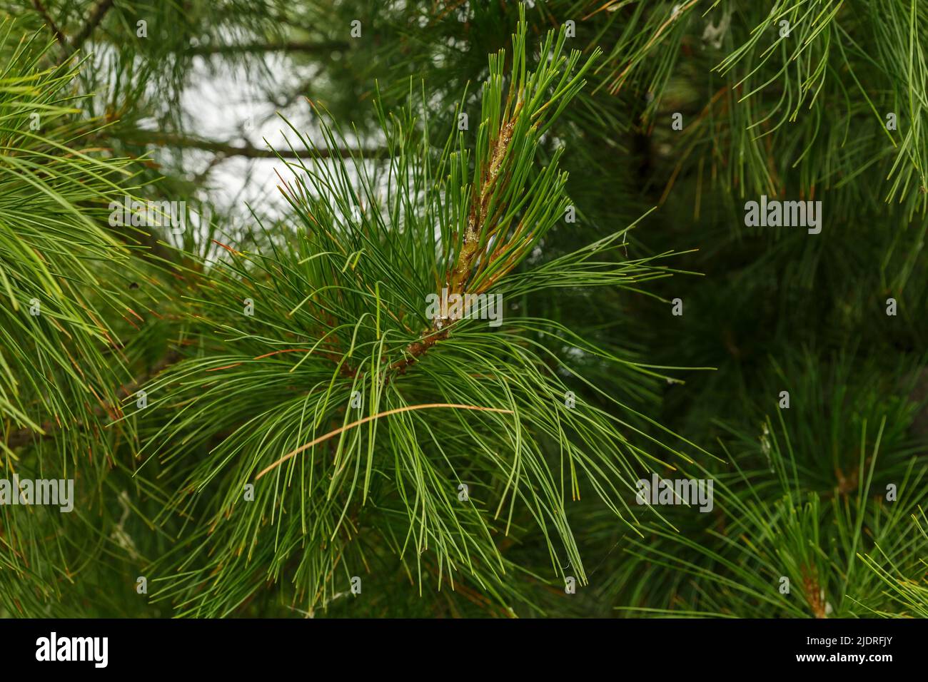 Siberian pine needles. Natural background and texture. Stock Photo