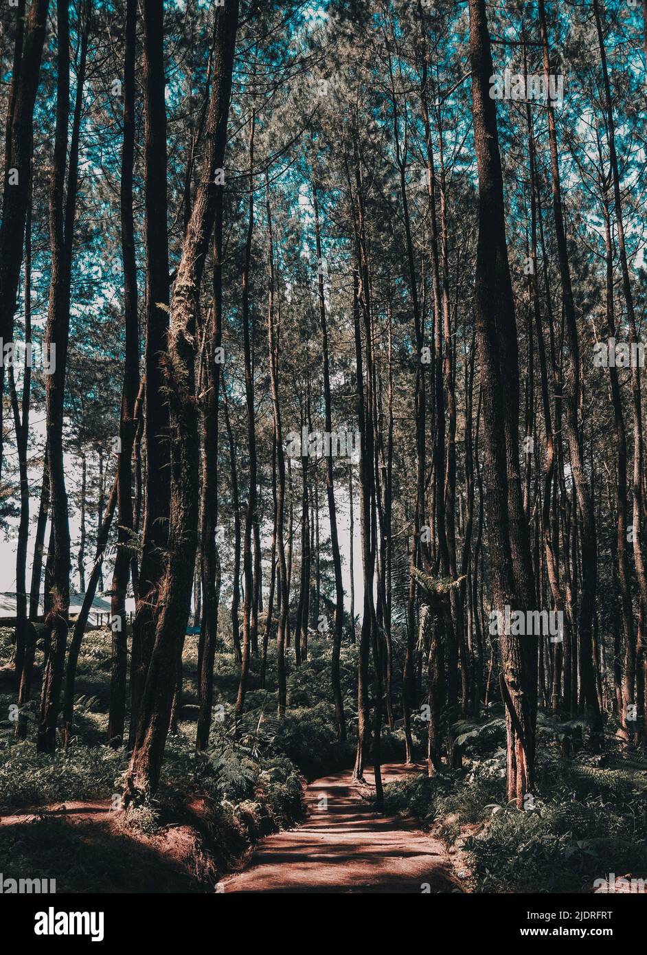 Pine plantation road hires stock photography and images Alamy