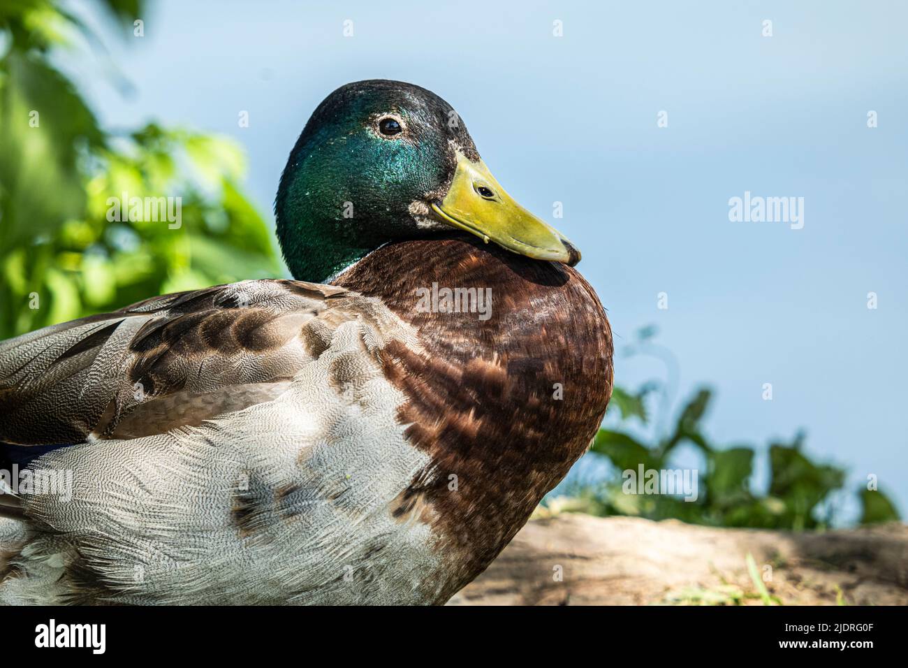 Close-up of a colorful mallard drake sitting on the shore Stock Photo