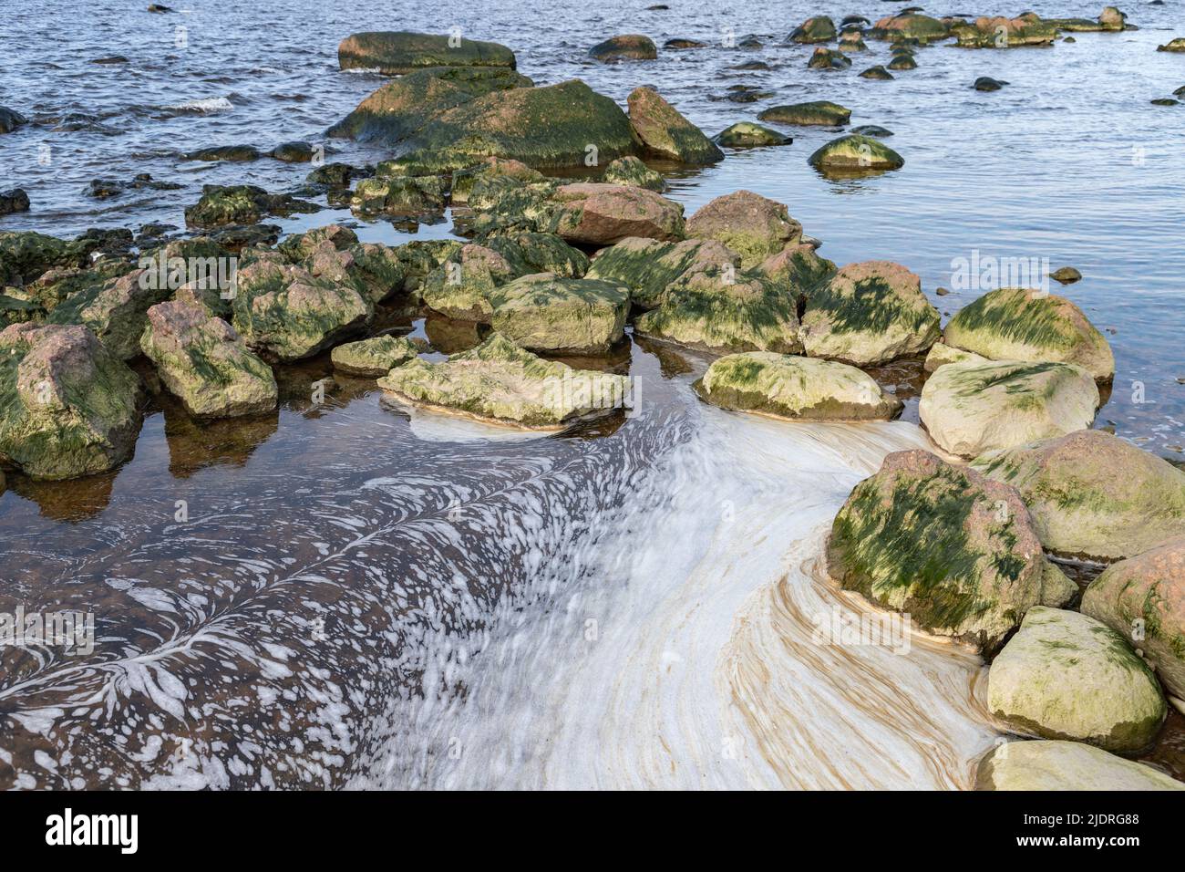 Wet granite stones with algae lay in a shallow water of Baltic Sea, coast of the Gulf of Finland, Russia Stock Photo