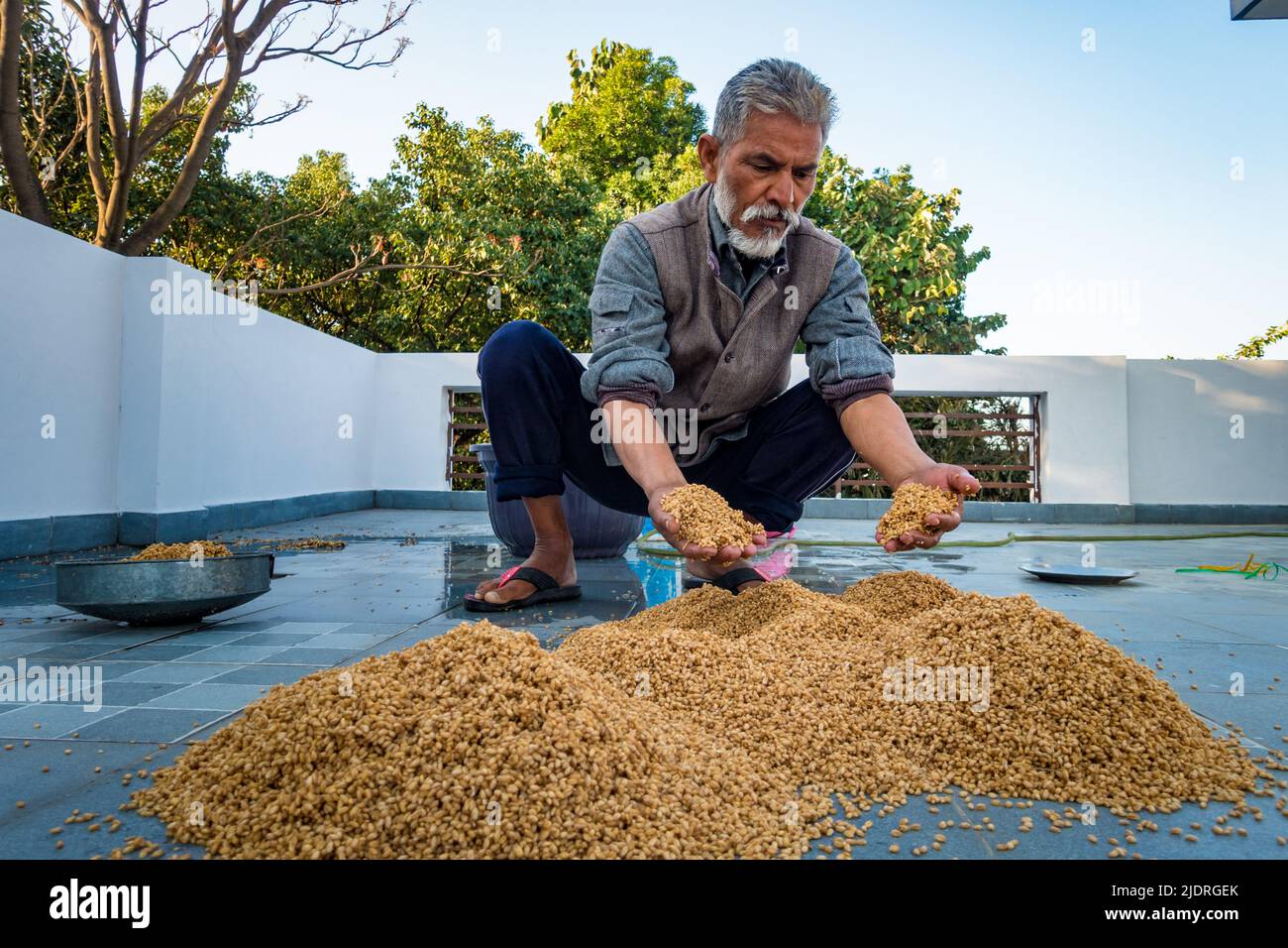 Dehradun City Uttarakhand India. March 21st, 2022. Indian Man processing wheat post-harvest. Wetting and Drying process. Stock Photo