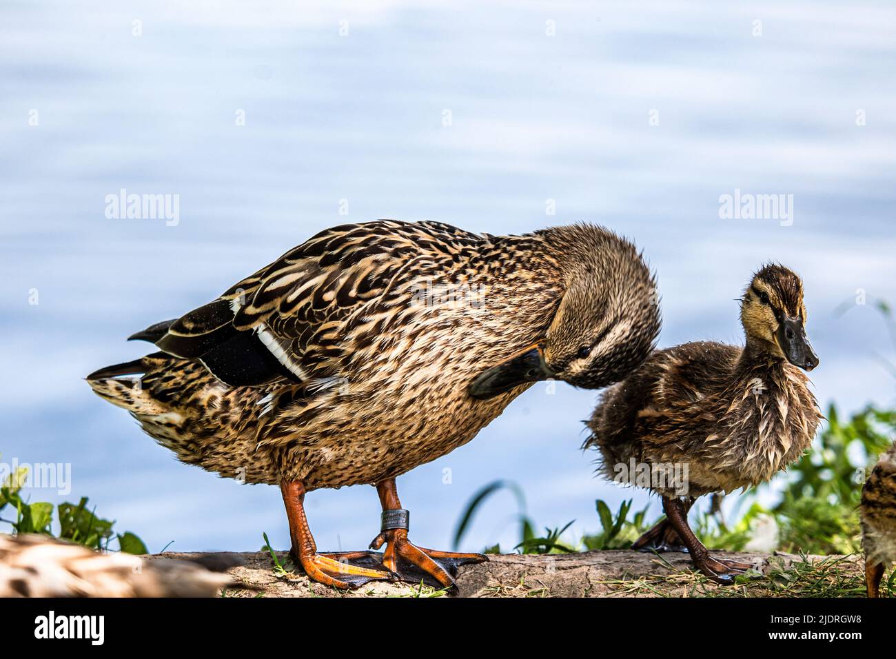 Close-up of a female mallard with chicks, standing on the shore Stock Photo
