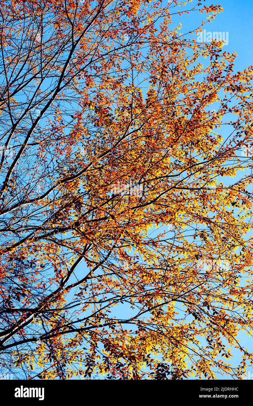 Bright orange leaves of the wild trees against the blue sky on a winter morning, abstract shapes of the twigs and branches. Low angle view. Stock Photo