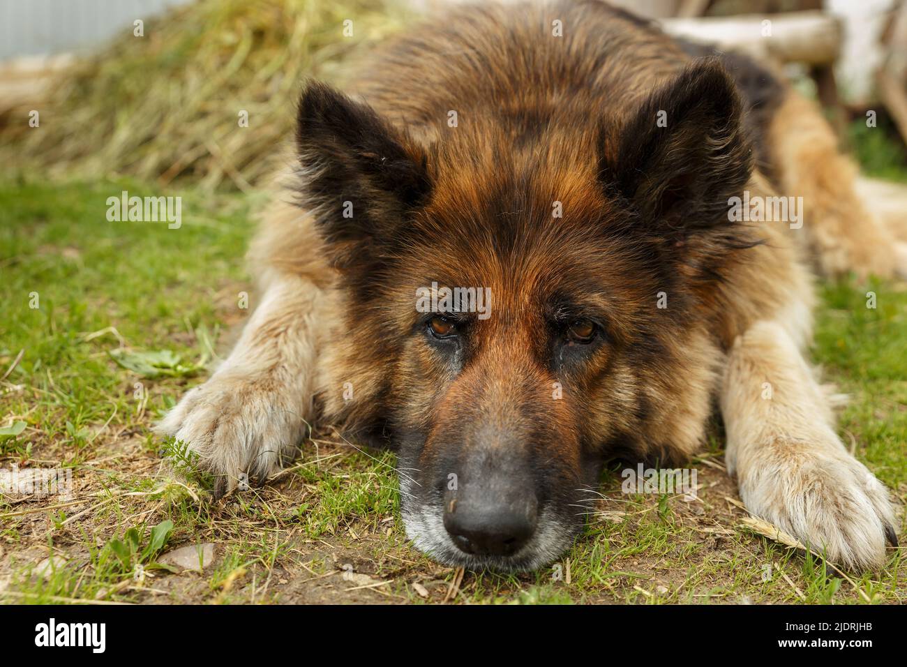 german shepherd dog. Sad dog lies on the ground and looks sadly at the
