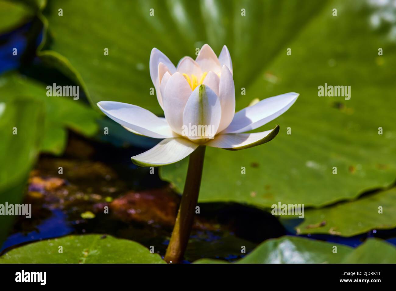 White lotus with yellow pollen on surface of pond Stock Photo Alamy
