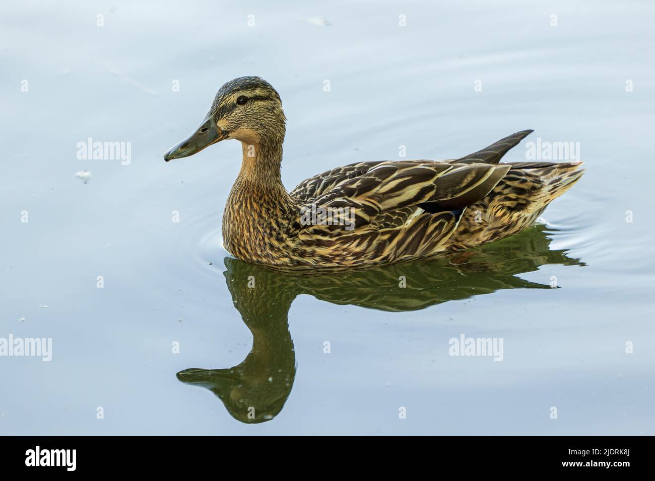 female mallard swims in the water, with reflection on the water Stock Photo