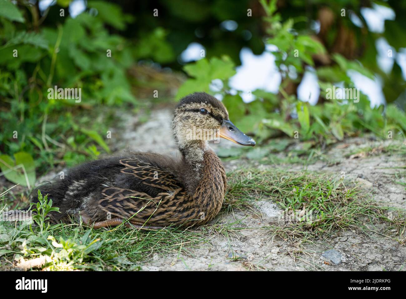 Portrait of a female, young mallard. Lying on the shore Stock Photo