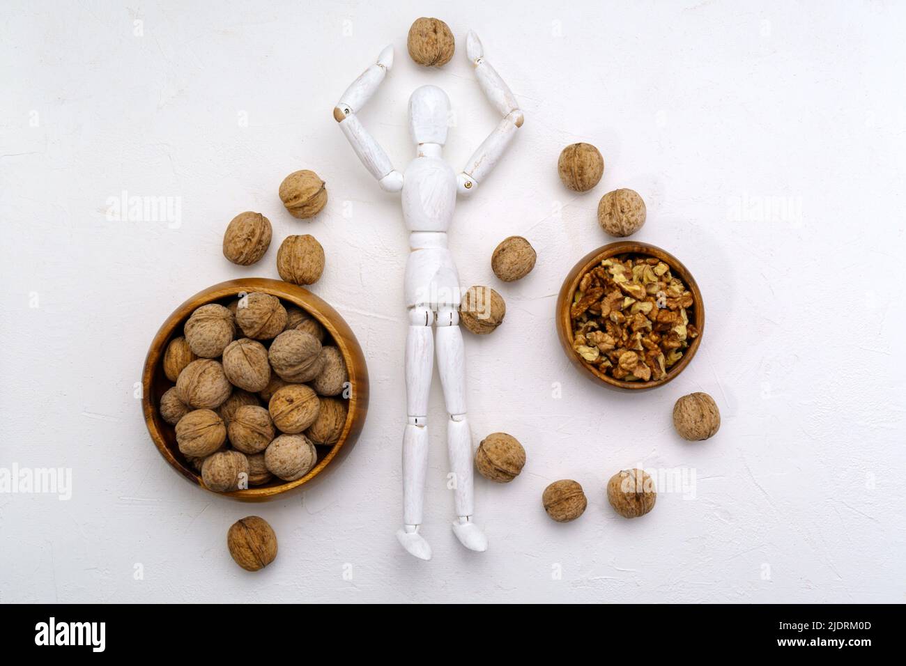 Walnut in human brain. The study. Anatomical concept of the brain in