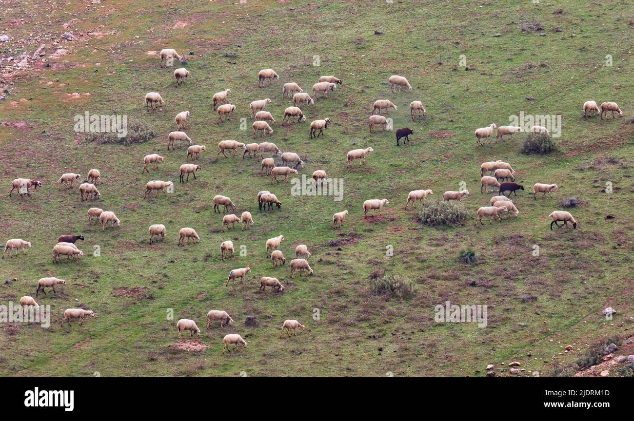 Flock of sheep grazing, Malaga Province, Andalusia, southern Spain. Stock Photo