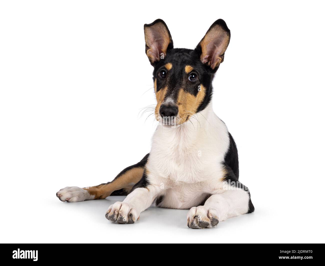 Cute young Smooth Collie dog, laying down facing front. Looking towards camera. Isolated on a white background. Stock Photo