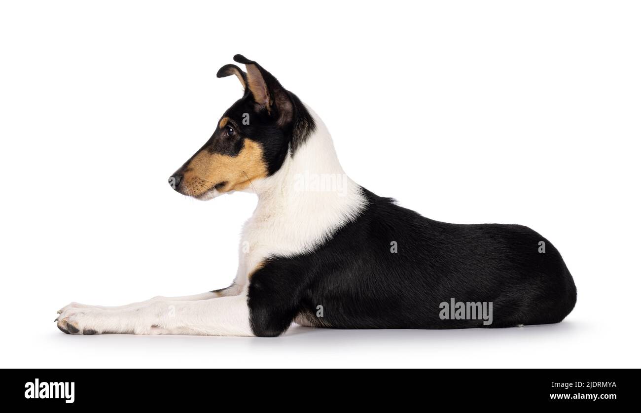 Cute young Smooth Collie dog, laying down side ways. Looking away from camera showing profile. Isolated on a white background. Stock Photo