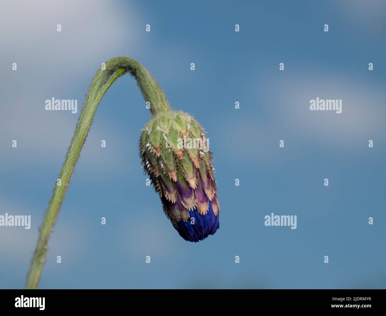 The bud of the wild blue cornflower with a blue sky and light clouds as a background, and with