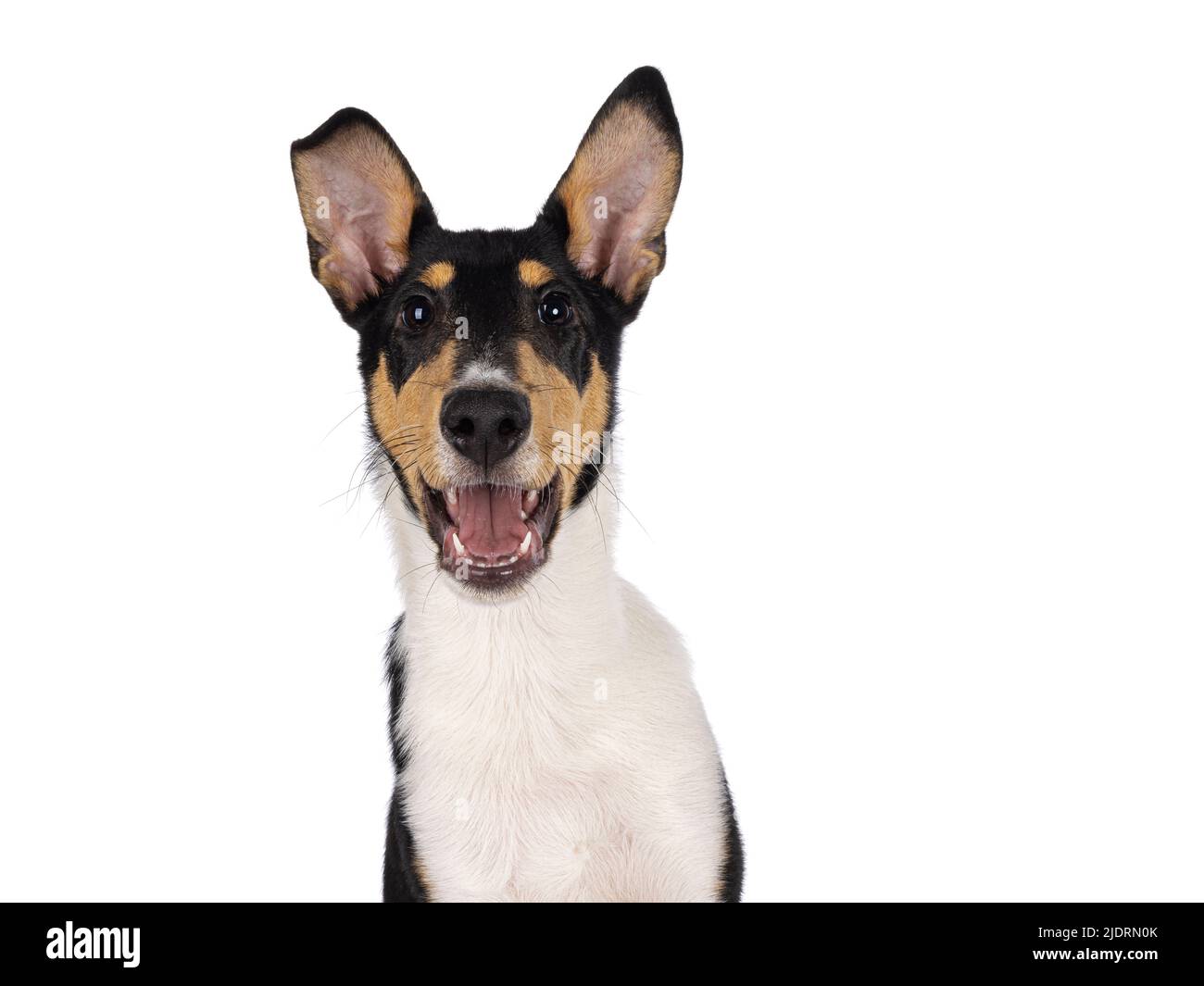 Head shot of happy young Smooth Collie dog, sitting up facing front. Looking towards camera with open mouth. Isolated on a white background. Stock Photo