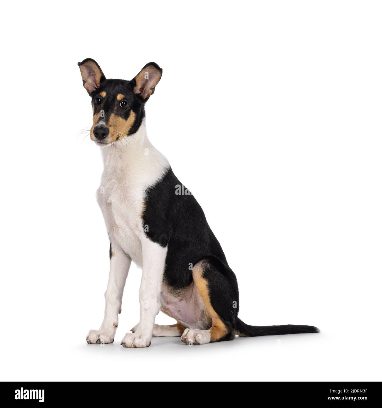 Cute young Smooth Collie dog, sitting up side ways. Looking towards camera. Isolated on a white background. Stock Photo