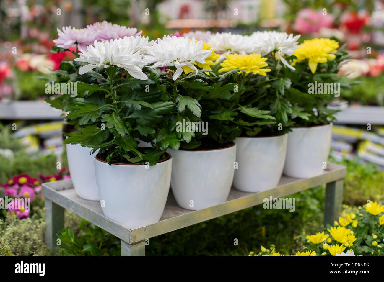 Chrysanthemum blossom in a pot in a flower shop. Spring flowers white and yellow chrysanthemums for gift Stock Photo
