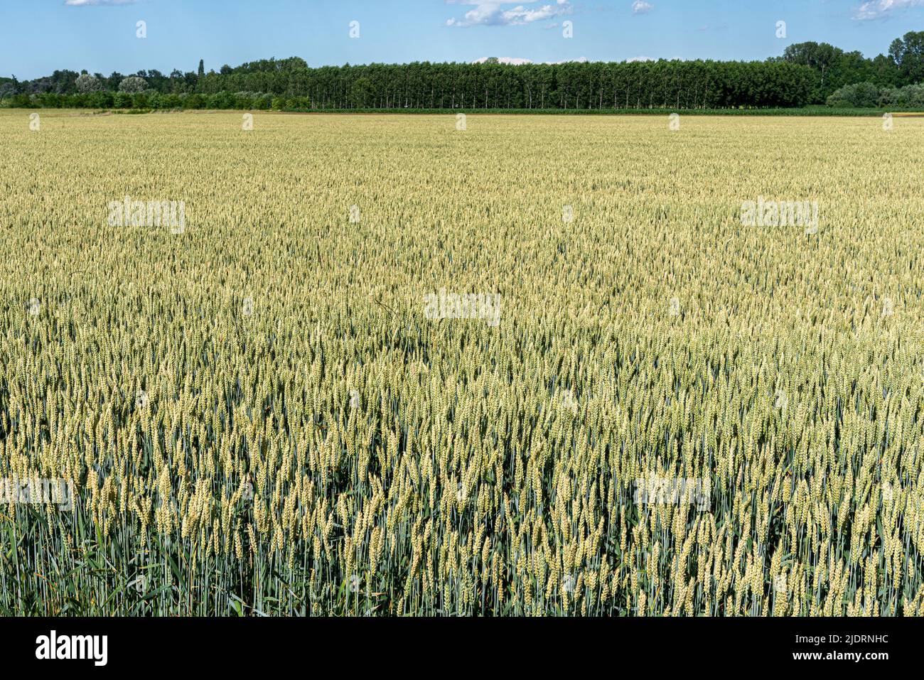 Green wheat field in spring with poplar trees in the background in the Po valley in the province of Cuneo, Italy Stock Photo