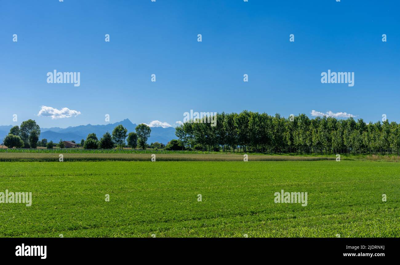 Landscape with green meadows and poplar trees of the Po Valley with the silhouette of the Monviso mountain in the province of Cuneo, Italy, on blue sk Stock Photo