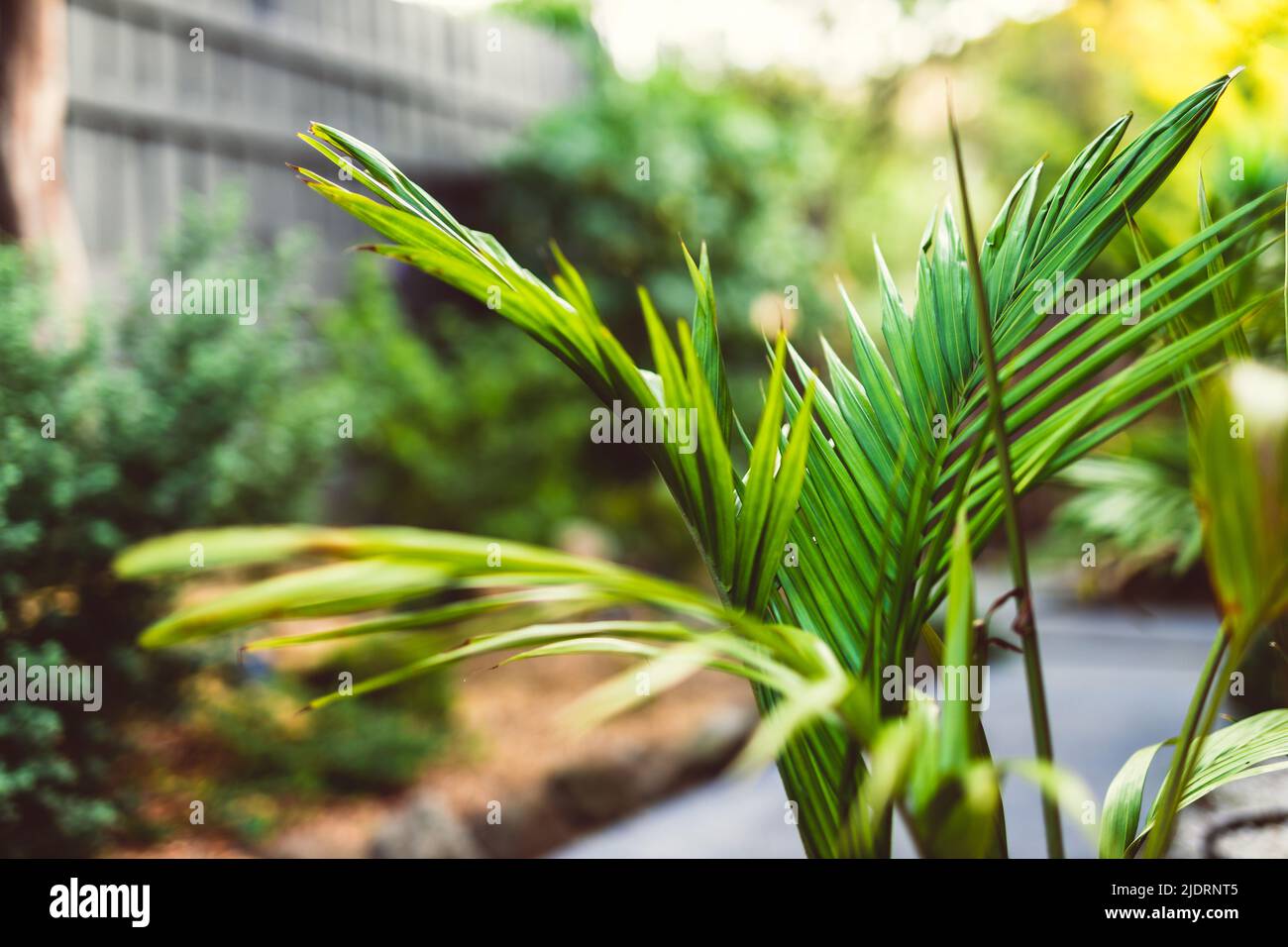 palm tree surrounded by idyllic sunny backyard with lots of tropical Australian native plants shot at shallow depth of field Stock Photo