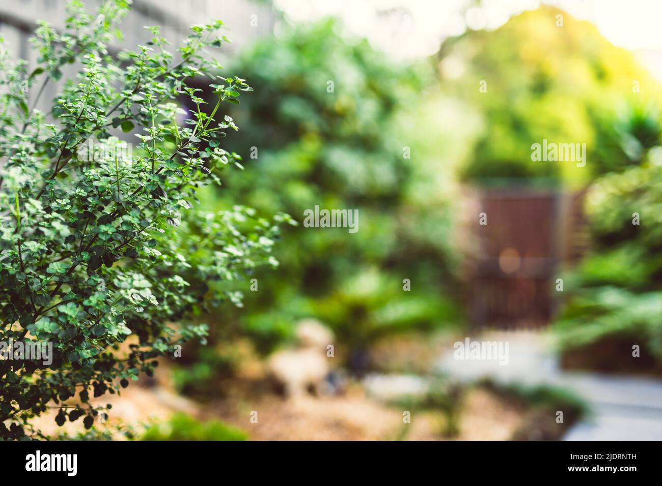 Australian native oregano prostanthera rotundifolia mint bush surrounded by idyllic sunny backyard with lots of tropical Australian native plants shot Stock Photo