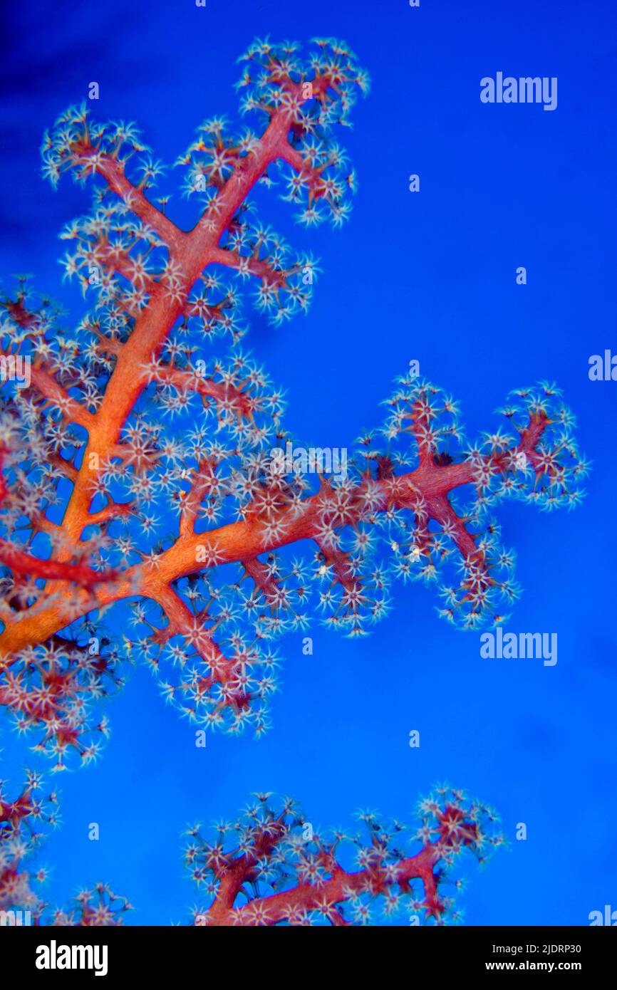 Multi-branched Trees Soft Coral, Coral Reef, Bunaken National Marine Park, Bunaken, North Sulawesi, Indonesia, Asia Stock Photo