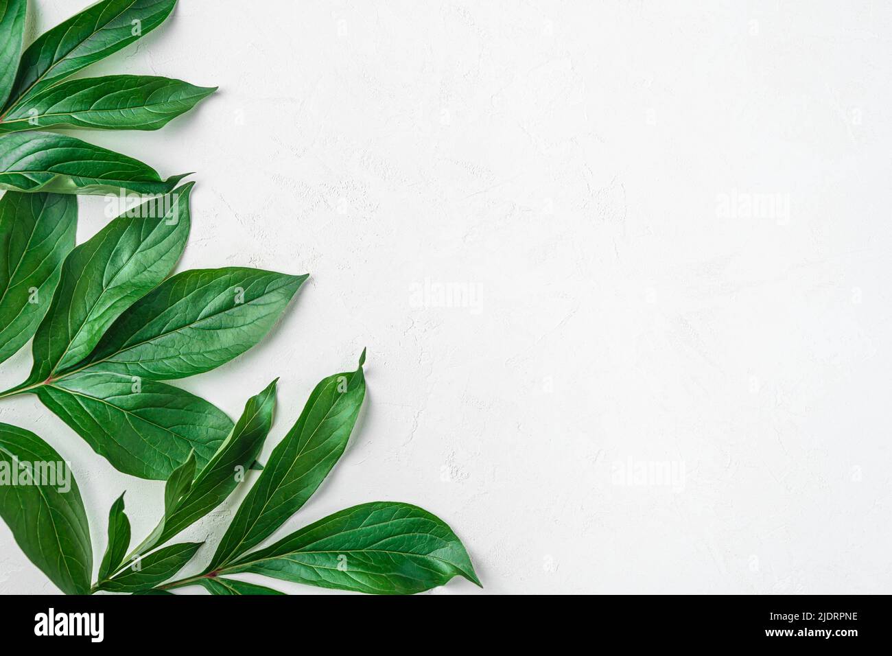 Light green background hi-res stock photography and images - Alamy