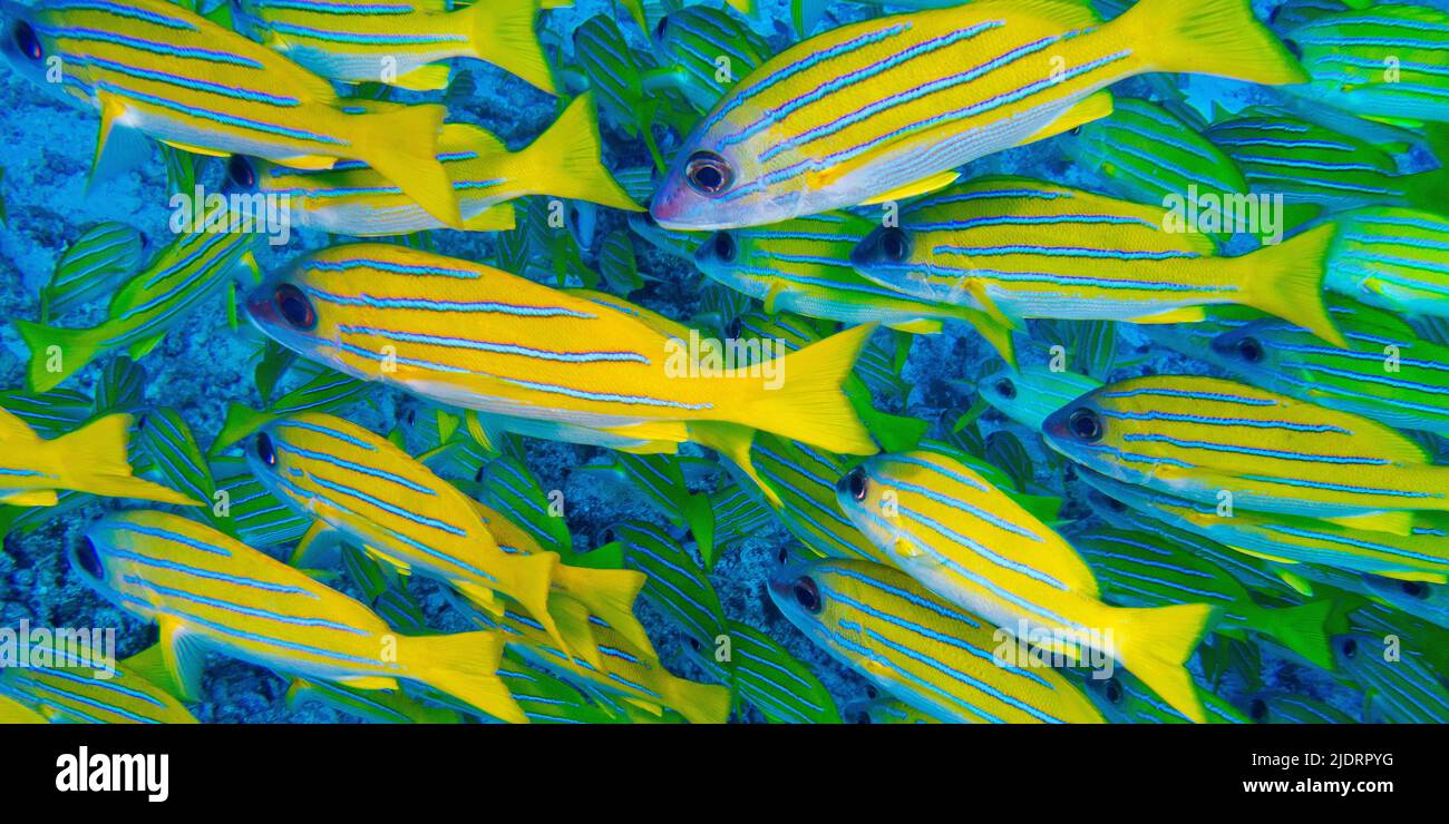 Blue-striped Snapper, Lutjanus kasmira, North Ari Atoll, Maldives, Indian Ocean, Asia Stock Photo