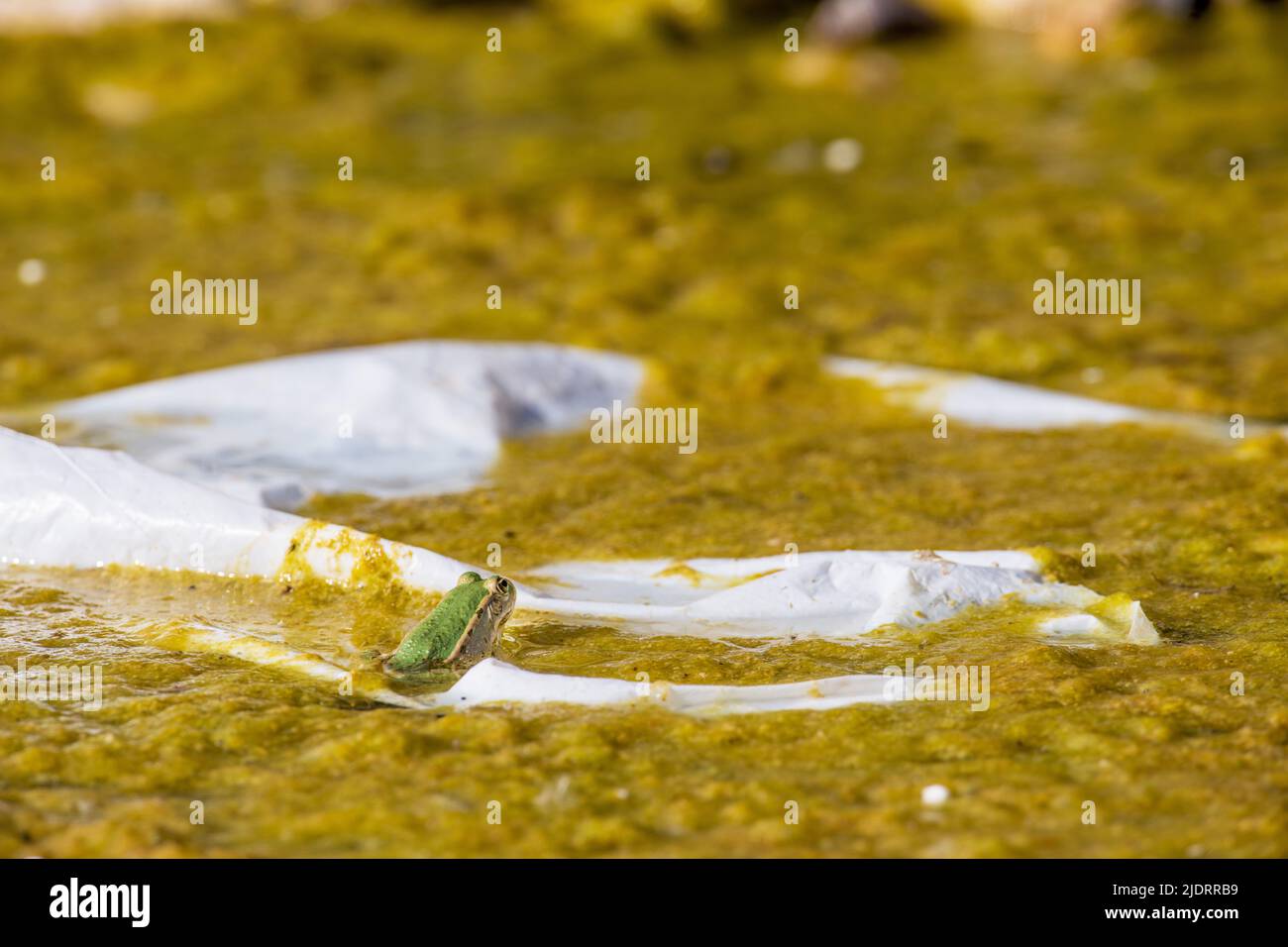 Plastic everywhere, the environmental problem. Frog in plastic foil at the pond. Rubbish, waste, pollution long-term Stock Photo
