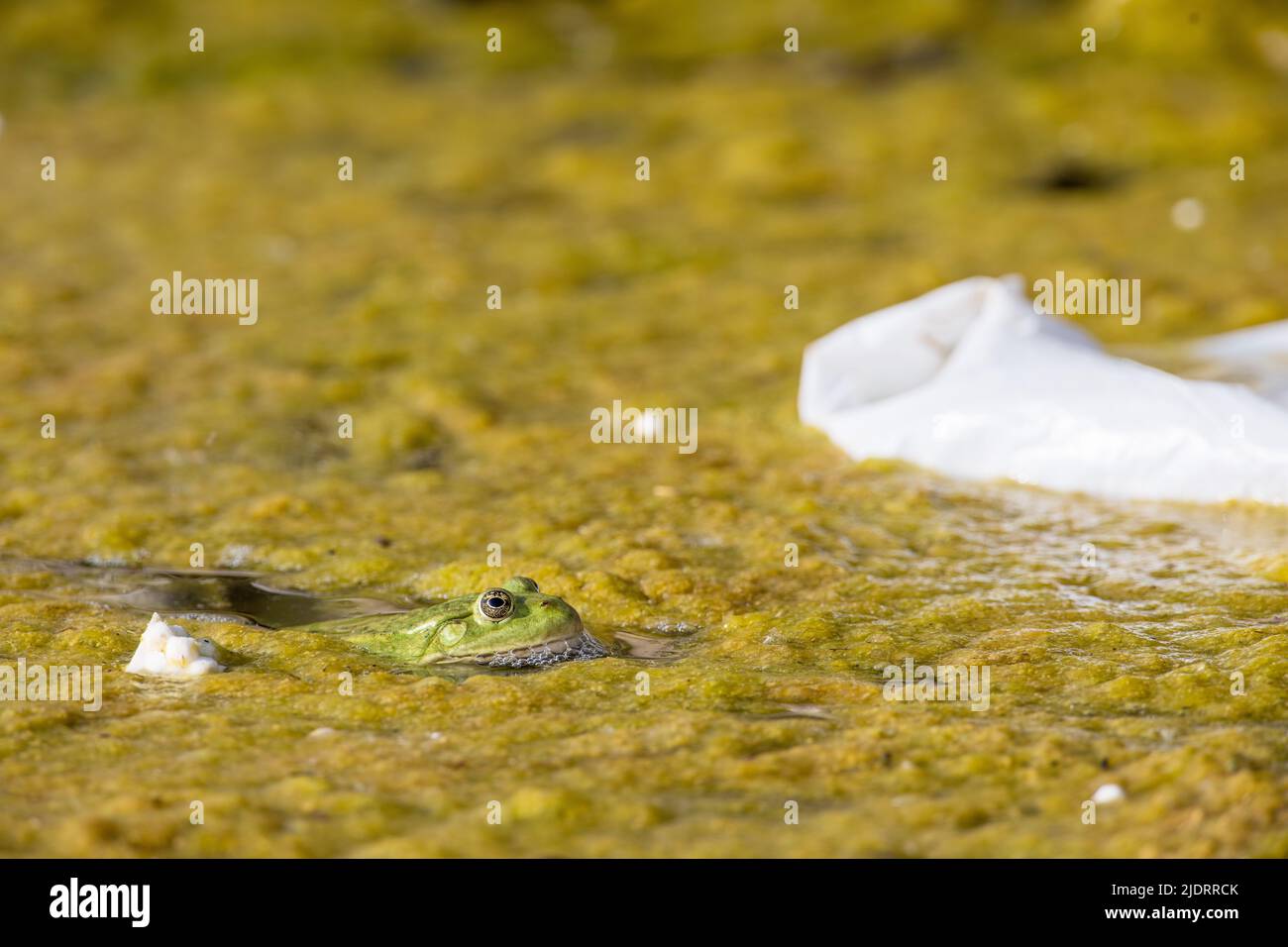 Plastic everywhere, the environmental problem. Frog in plastic foil at the pond. Rubbish, waste, pollution long-term Stock Photo