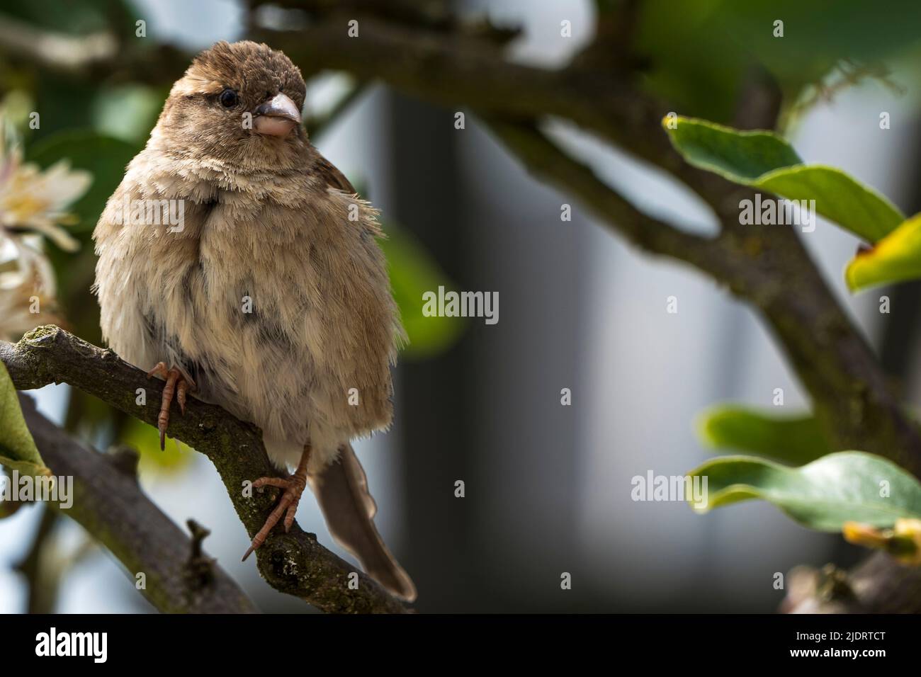 Close-up of a sparrow sitting on a branch with green leaves Stock Photo