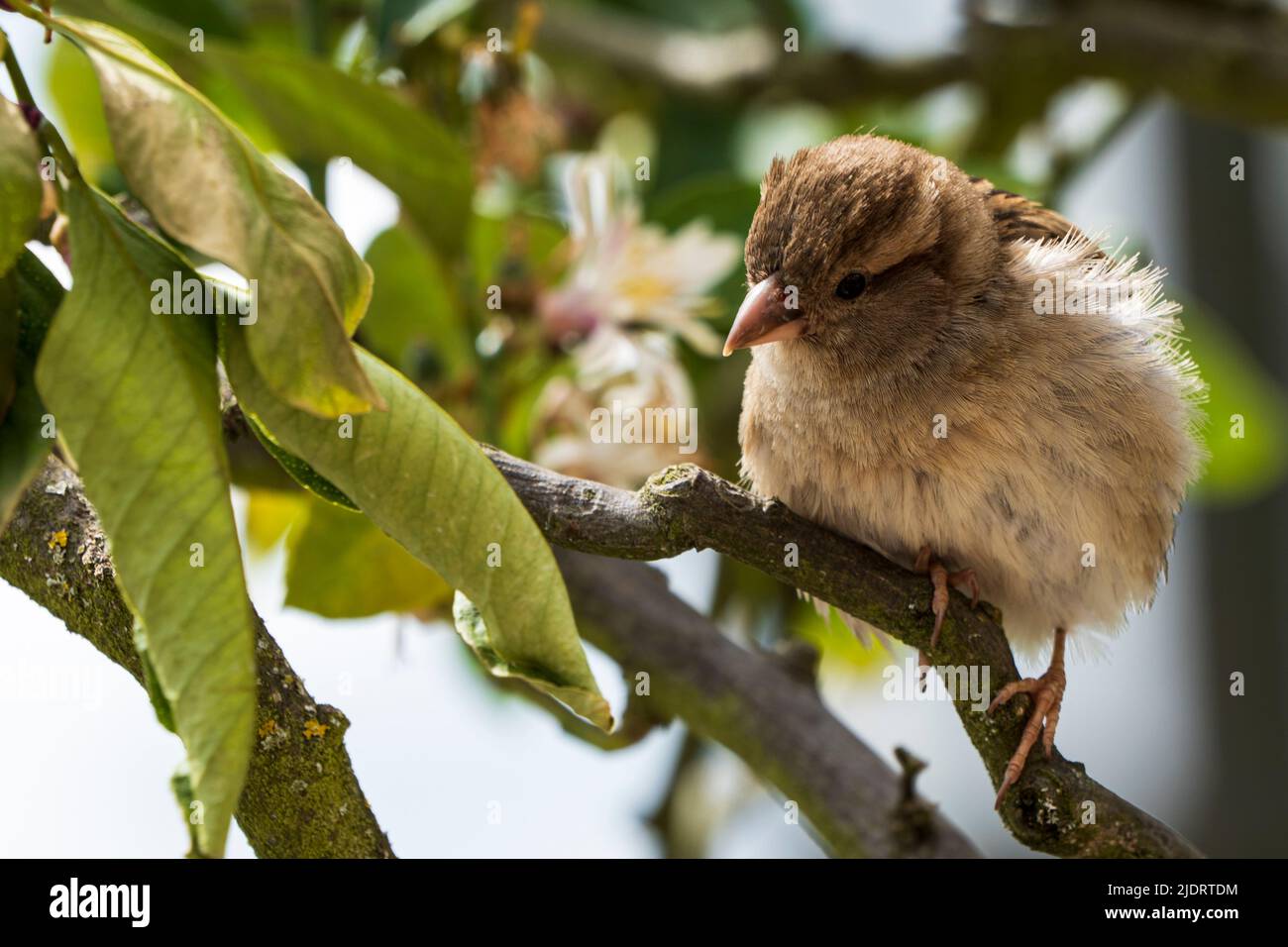 Close-up of a sparrow sitting on a branch with green leaves Stock Photo